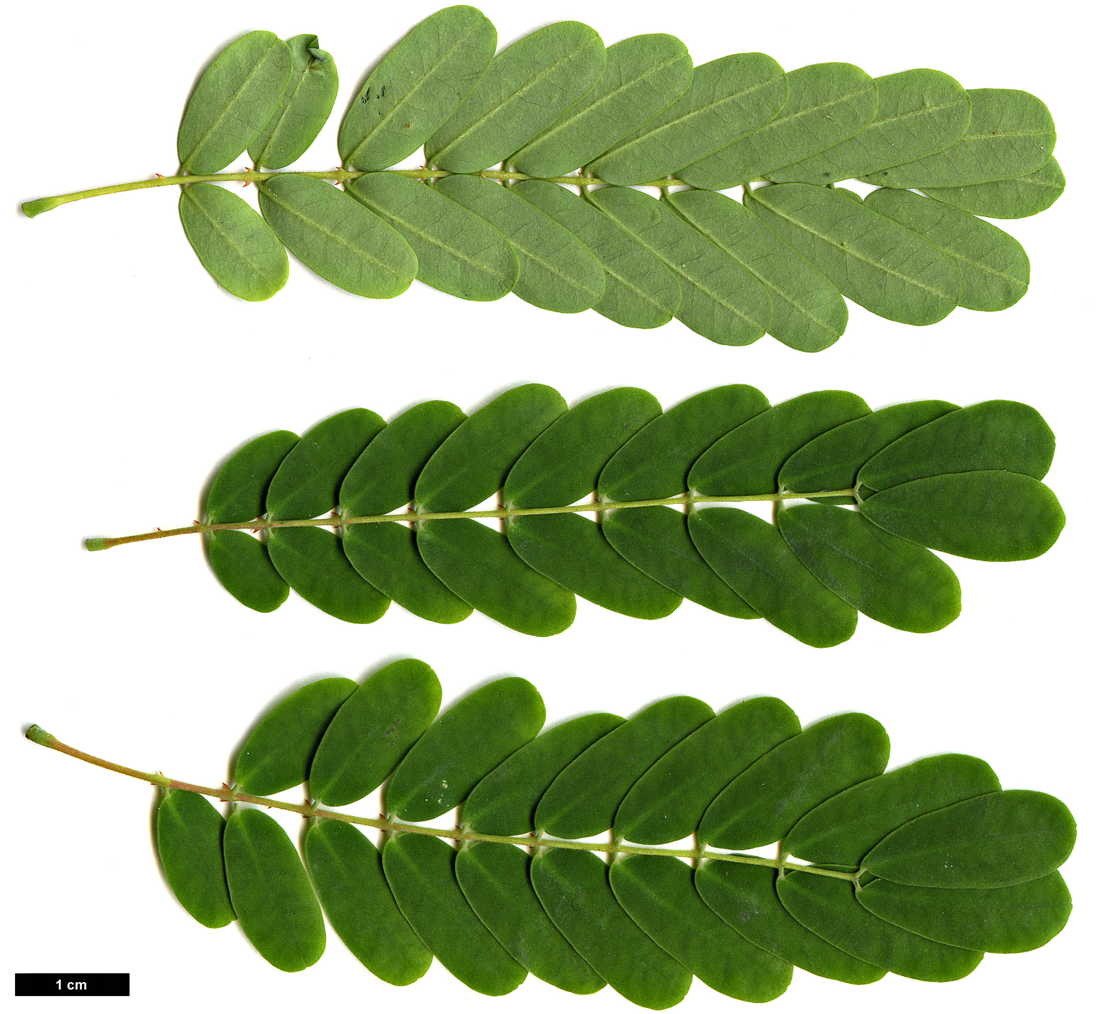 High resolution image: Family: Fabaceae - Genus: Biancaea - Taxon: decapetala
